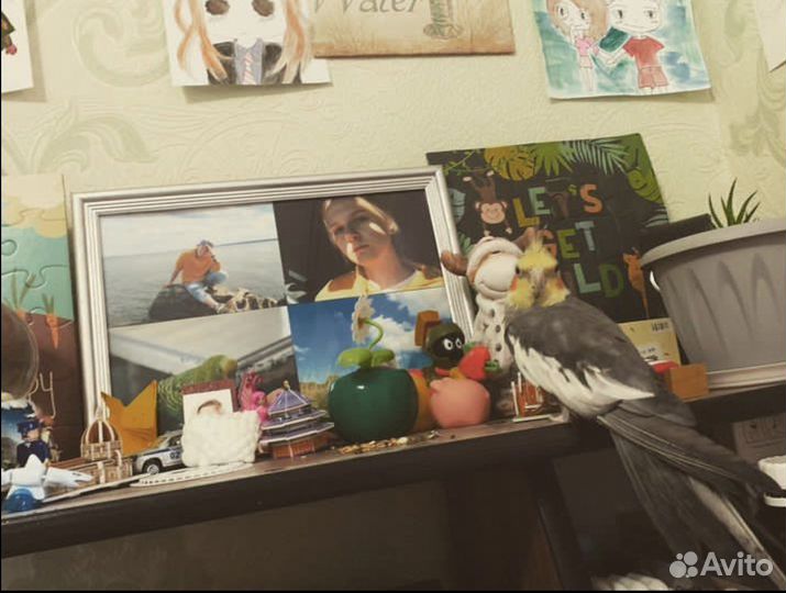 Попугай корелла мальчик