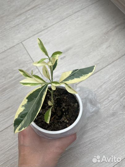 Каламондин вариегатный