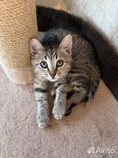 Найден котёнок