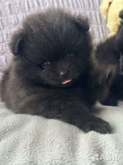 Померанский шпиц