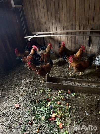 Петухи чистопородистые