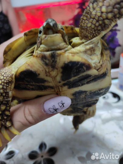 Черепаха сухопутная бесплатно