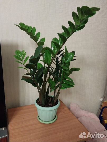 Замиокулькас