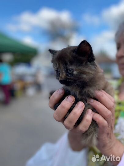 Красивая нежная девочка в добрые руки
