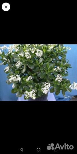 Денежное дерево (толстянка крассула)