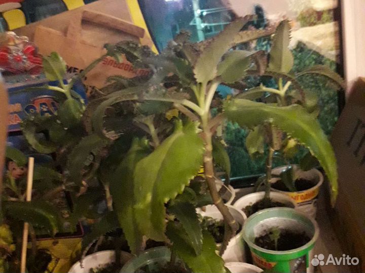 Каланхоэ лечебное
