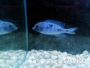 Аквариумные рыбки