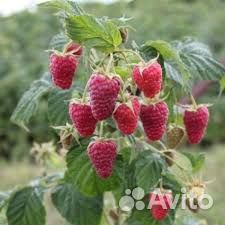 Малина ремонтантная