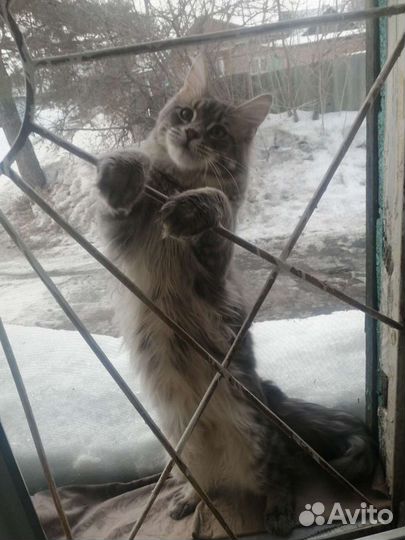 Кот мейн кун вязка