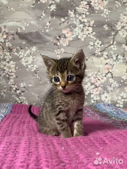 Котята 2 мес