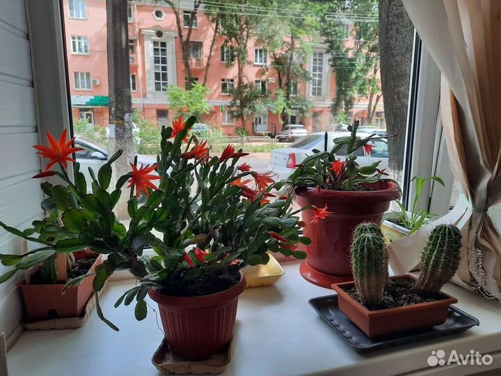 Цветок декабрист шлюмбергер