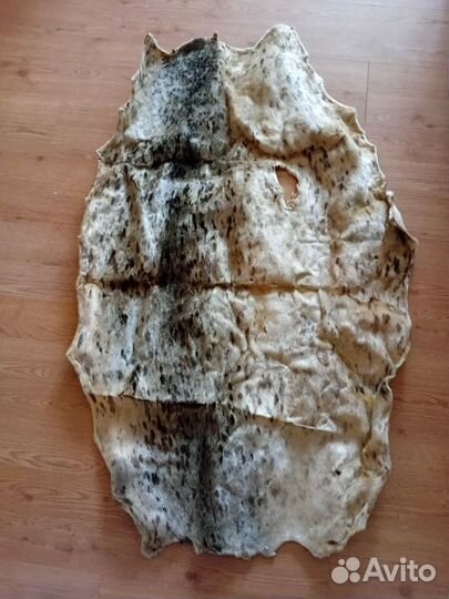 Шкуры нерпы