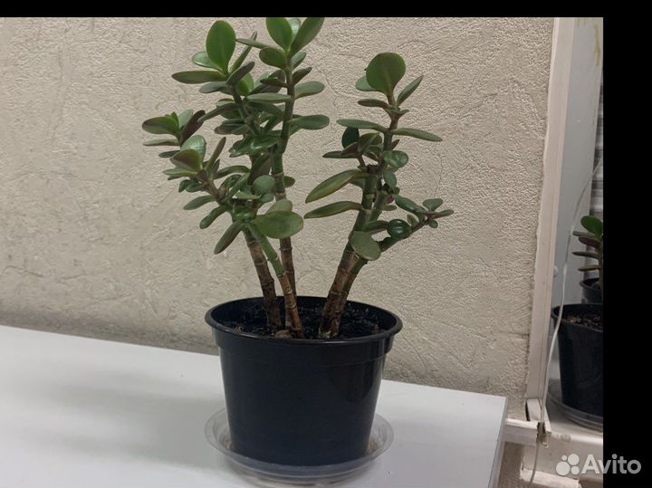 Денежное дерево