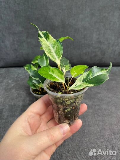 Фикус керли