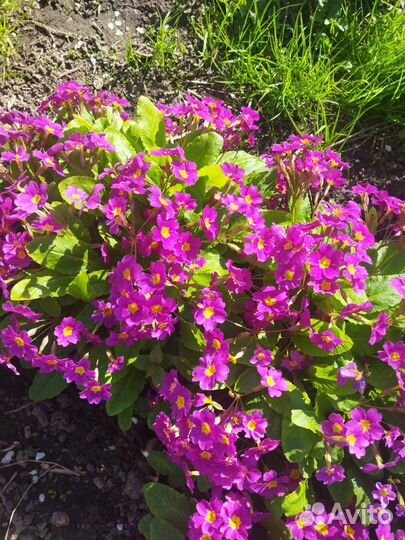 Примула,Садовые цветы,Маргаритки