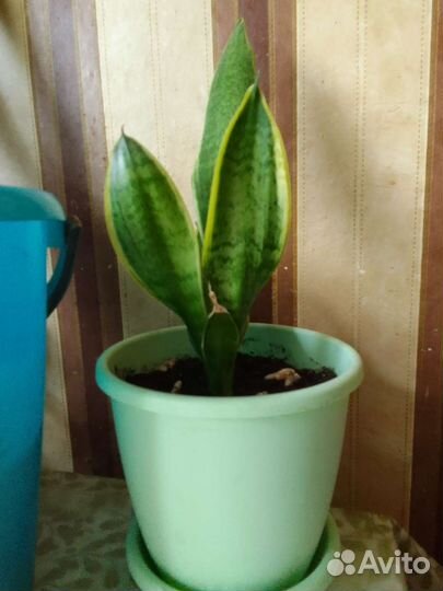 Сансевиерия