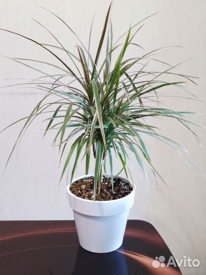 Драцена биколор