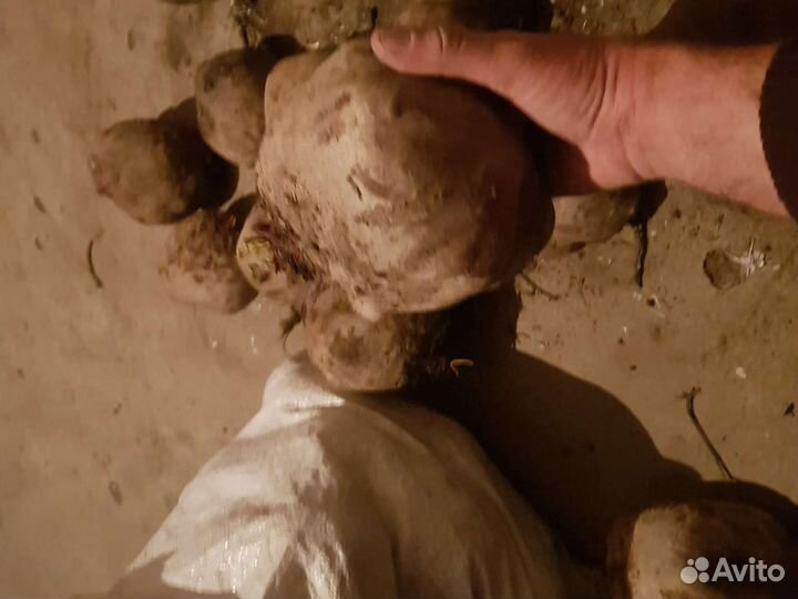 Капуста свекла