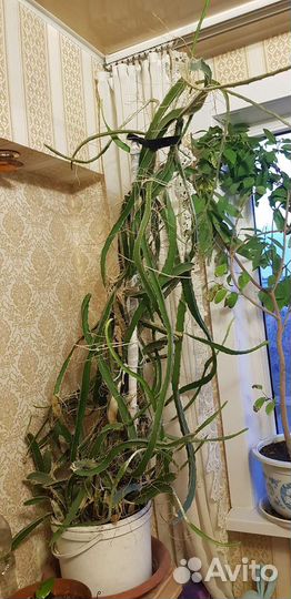 Драконий фрукт, Гилоцериус волнистый, Питахайя