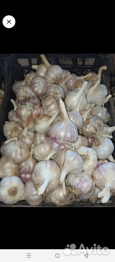 Чеснок