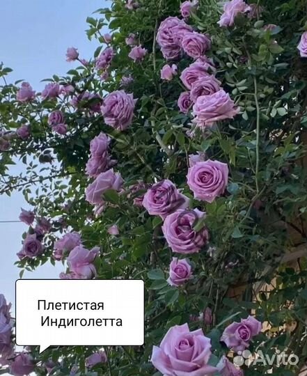 Саженцы плетистых роз корнесобственные