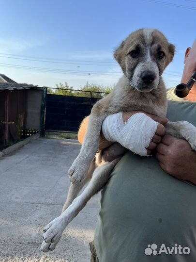 Щенки алабая