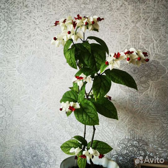 Клерадендрум