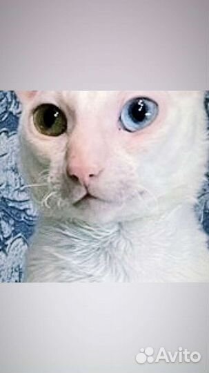 Корниш-рекс