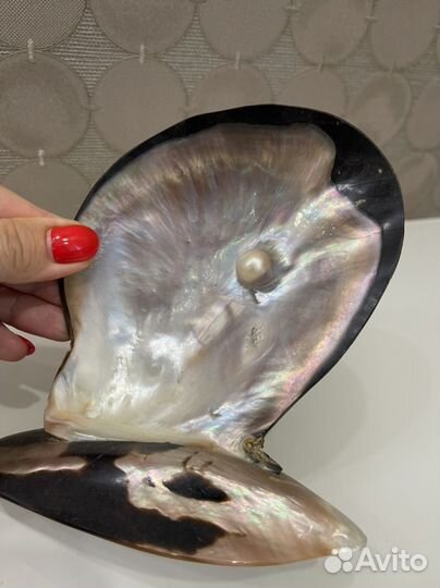 Жемчужина в раковине из Зимбабве