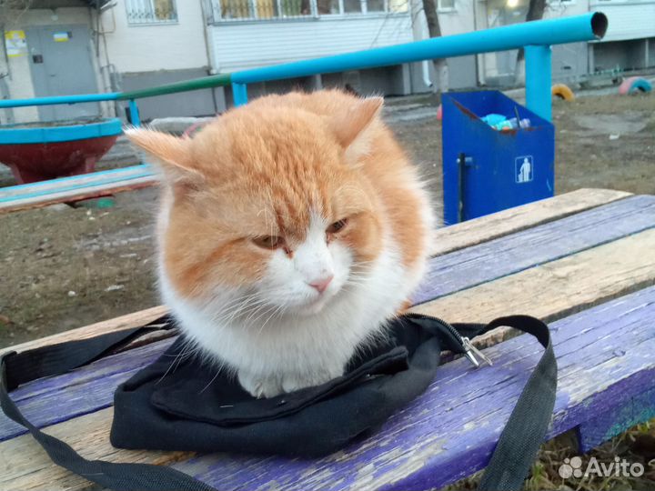 Кот в добрые руки мальчик