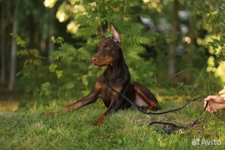 Щенкок добермана