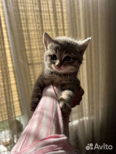 Котенок