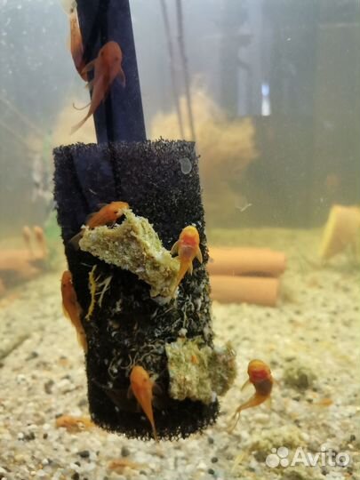 Анциструс супер ред