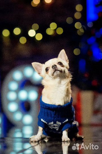 Кобели Чихуахуа кремового и шоколадного окраса