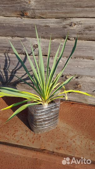 Юкка нитчатая