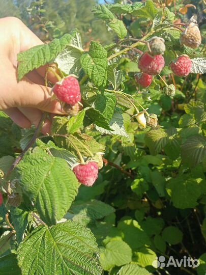 Ремонтантная малина