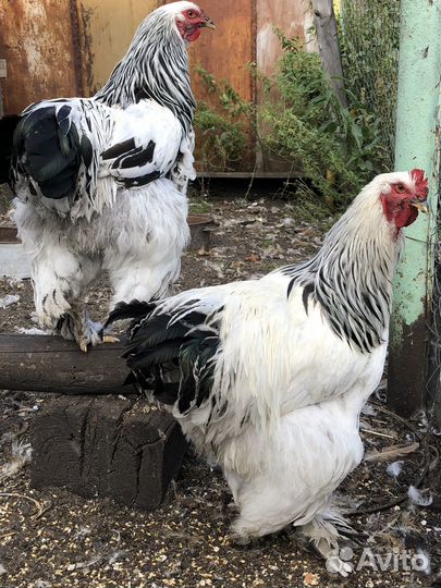 Петухи Брама, Кохинхины