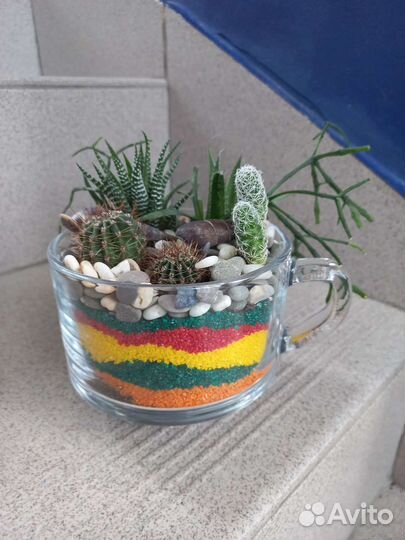Флорариум суккуленты