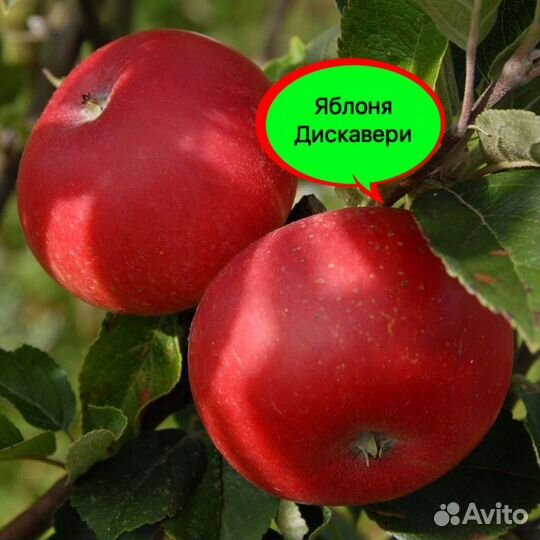 Саженцы яблони Рэд Чиф