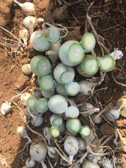 Штутгарт из севка. Стардаст. Лук на выгонку пера