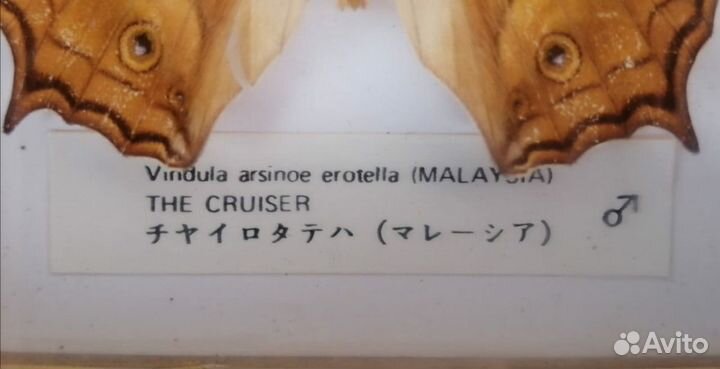 Бабочка vindula arsinoe erotella (malaysia)