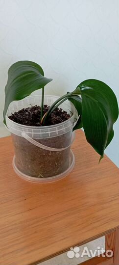 Амазонская лилия (эухарис)