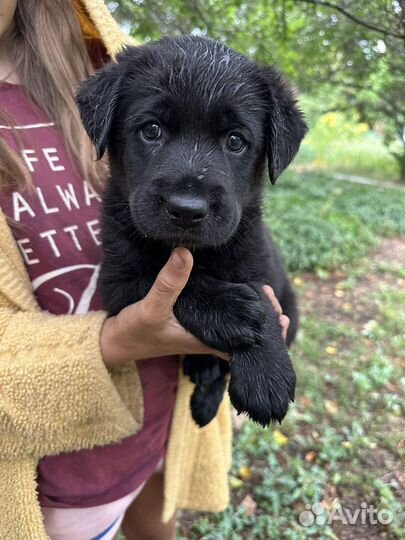 Щенки лабрадора