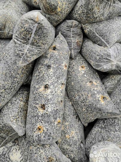 Грибные блоки