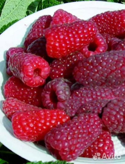 Саженцы сладкой, ароматной малины и ежевики