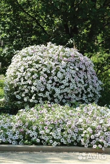 Рассада петунии, калибрахоа, сурфинии И Т.Д