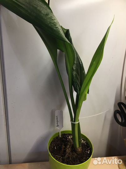 Эухарис (амазонская лилия )