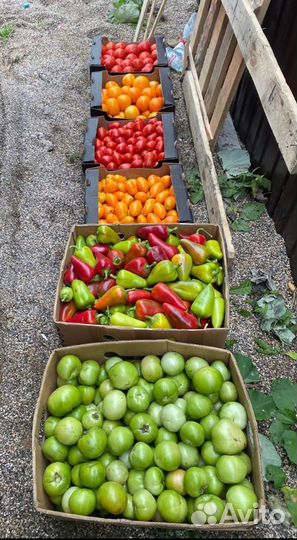 Помидоры и перец