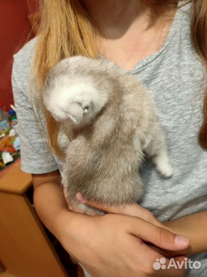 Шотландская вислоухая шиншилла