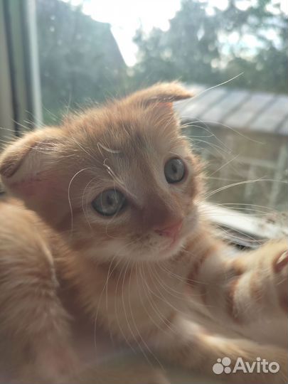 Котята